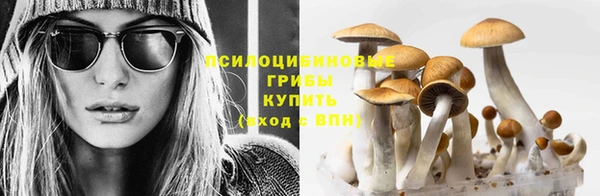 прущие грибы Майский