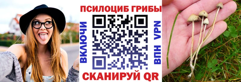 Галлюциногенные грибы Psilocybe  Строитель 