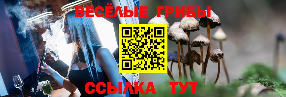 Псилоцибиновые грибы Cubensis Строитель